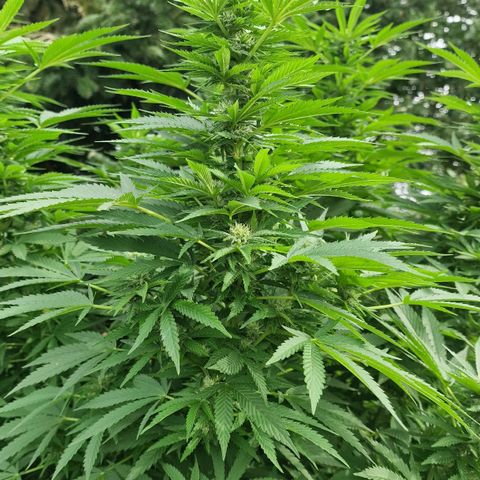 White Widow growlog timeline photo