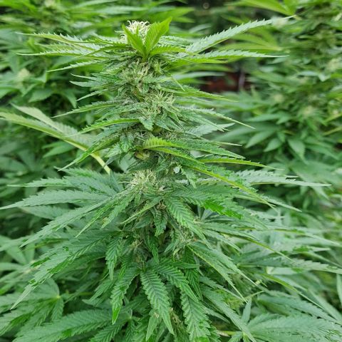 White Widow growlog timeline photo