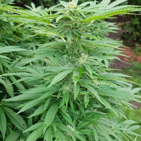 White Widow growlog timeline photo