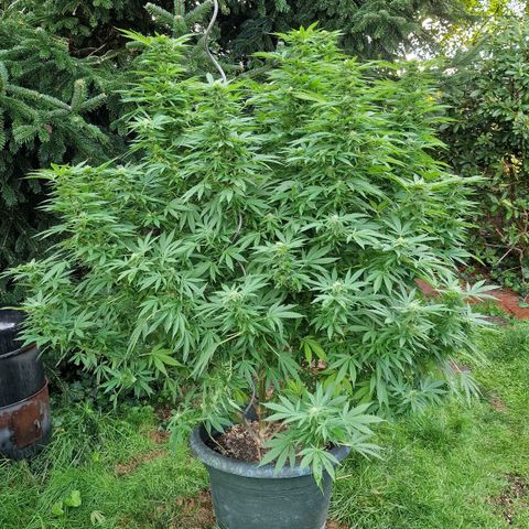 White Widow growlog timeline photo