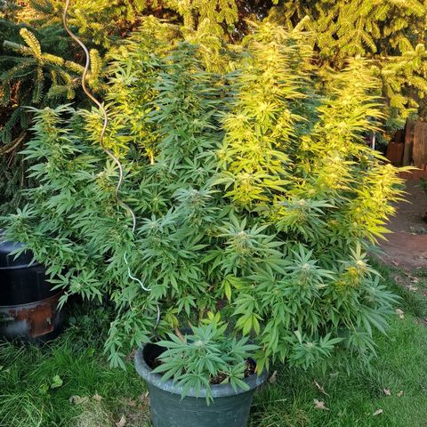 White Widow growlog timeline photo