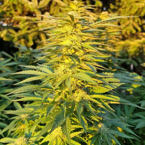 White Widow growlog timeline photo