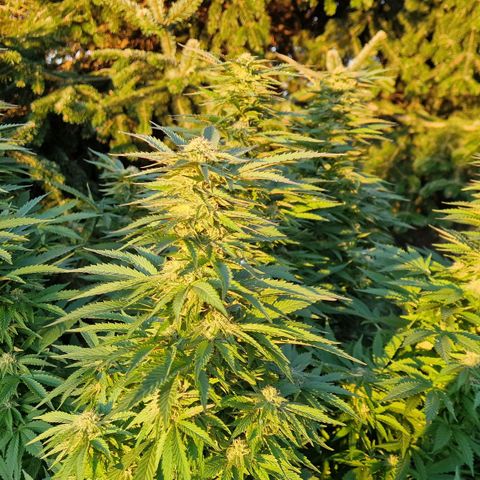 White Widow growlog timeline photo