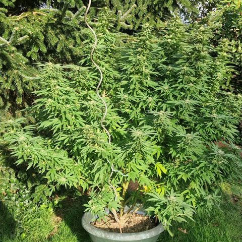 White Widow growlog timeline photo