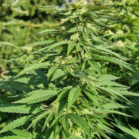 White Widow growlog timeline photo