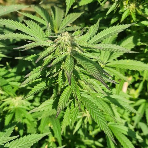 White Widow growlog timeline photo