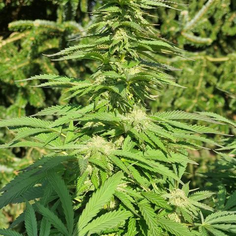 White Widow growlog timeline photo