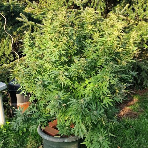 White Widow growlog timeline photo