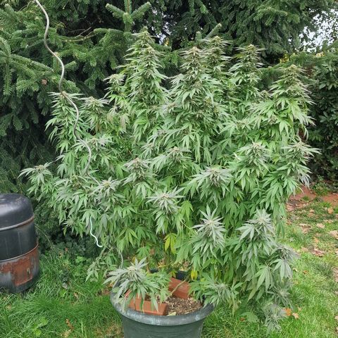 White Widow growlog timeline photo