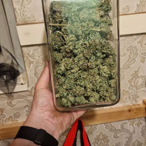 White Widow growlog timeline photo