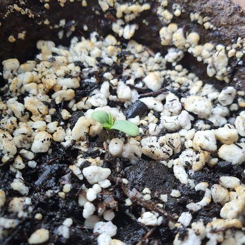 Kali Mist Auto Fem. growlog photo