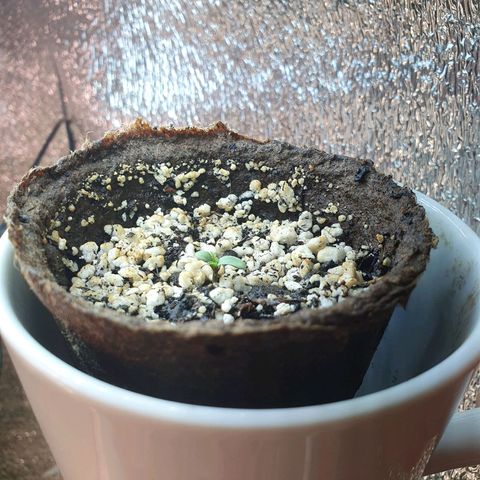 Kali Mist Auto Fem. growlog photo