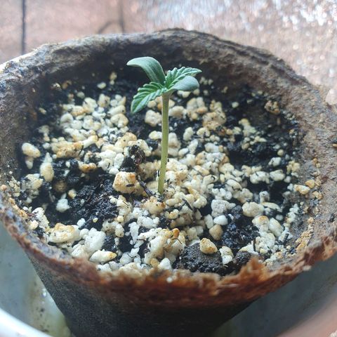 Kali Mist Auto Fem. growlog photo