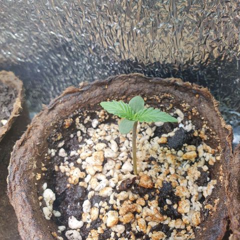 Kali Mist Auto Fem. growlog photo