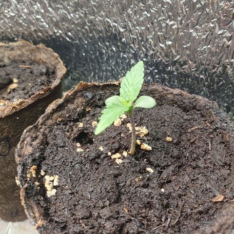 Kali Mist Auto Fem. growlog timeline photo