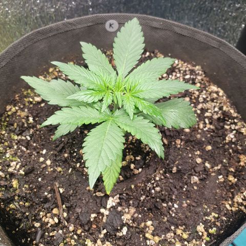 Kali Mist Auto Fem. growlog timeline photo