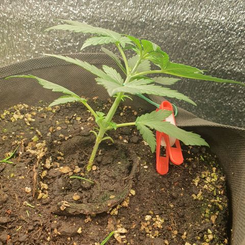 Kali Mist Auto Fem. growlog timeline photo