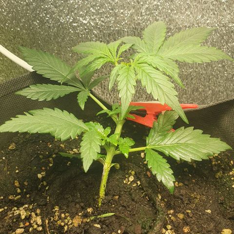 Kali Mist Auto Fem. growlog timeline photo