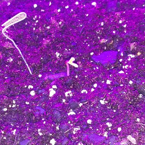Critical Purple Auto growlog photo: First day of sprout.
Looking good