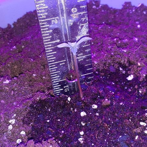 Critical Purple Auto growlog photo: 1" 1/2