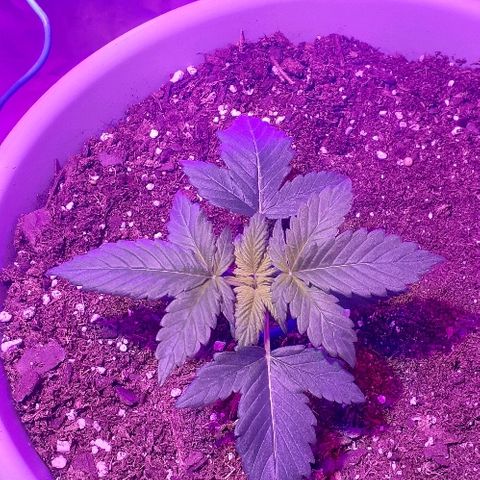 Critical Purple Auto growlog timeline photo