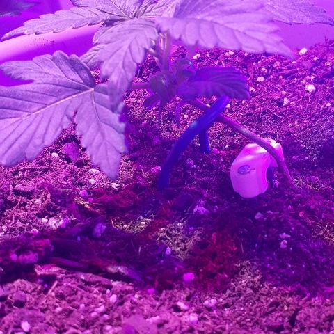 Critical Purple Auto growlog timeline photo