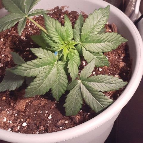 Critical Purple Auto growlog photo: Also did some LST