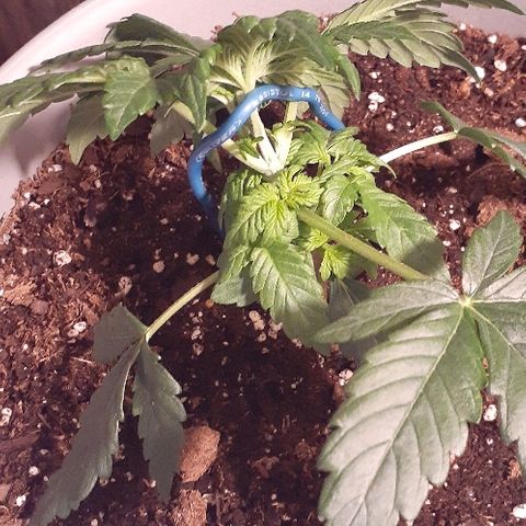 Critical Purple Auto growlog photo: Also did some LST