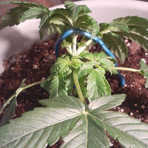Critical Purple Auto growlog photo: Also did some LST