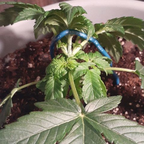 Critical Purple Auto growlog photo: Also did some LST