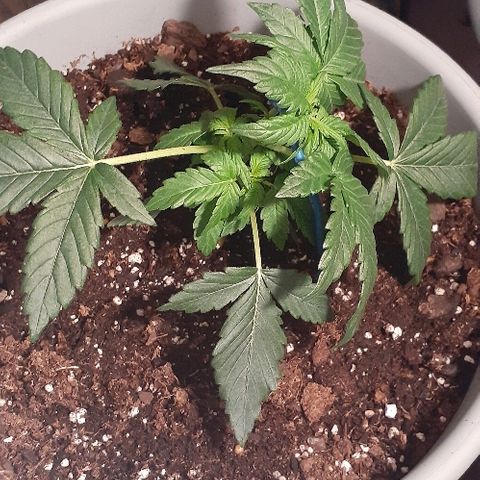Critical Purple Auto growlog photo: Also did some LST