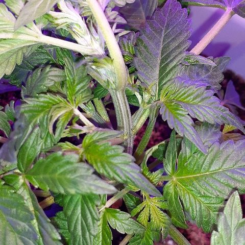 Critical Purple Auto growlog timeline photo