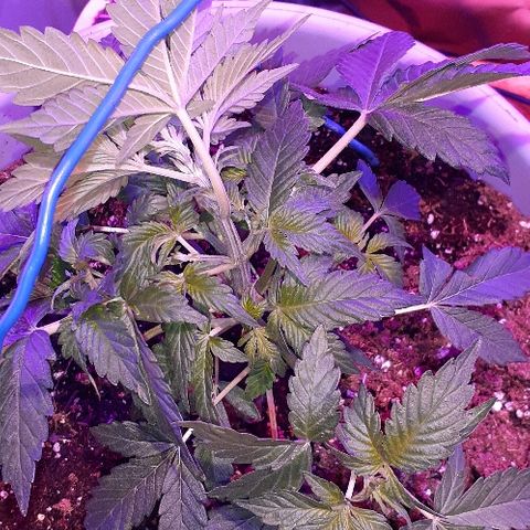 Critical Purple Auto growlog timeline photo