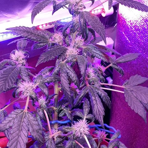 Critical Purple Auto growlog timeline photo