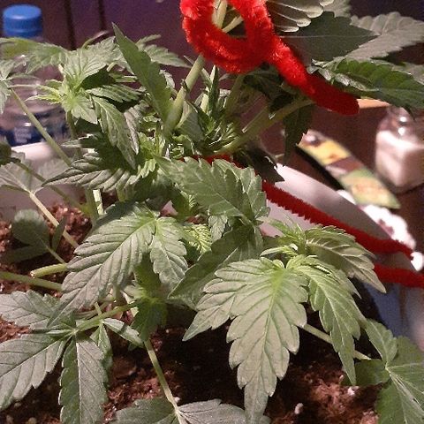 Critical Purple Auto growlog photo: Lst today