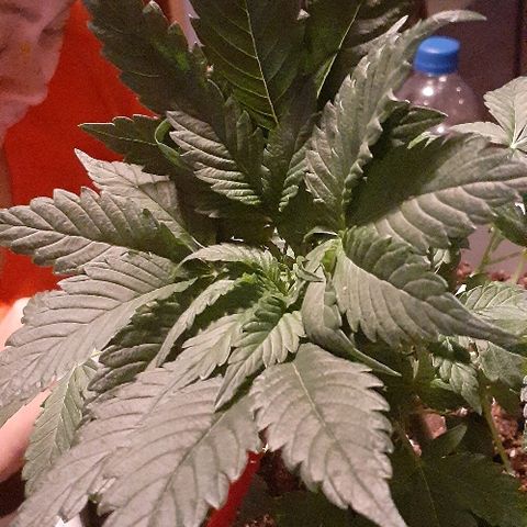 Critical Purple Auto growlog photo: Lst today