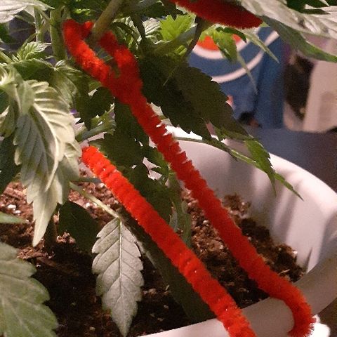Critical Purple Auto growlog photo: Lst today
