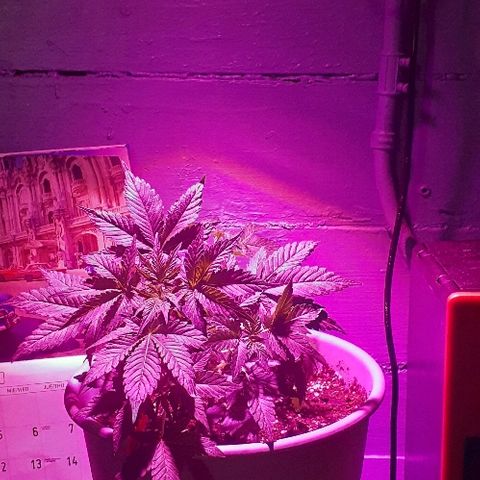 Critical Purple Auto growlog timeline photo