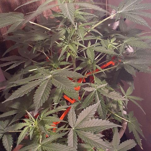 Critical Purple Auto growlog timeline photo