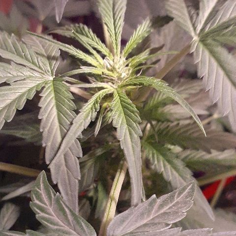 Critical Purple Auto growlog timeline photo