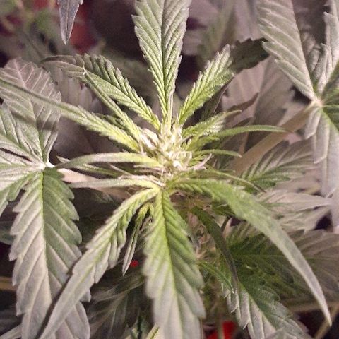 Critical Purple Auto growlog timeline photo