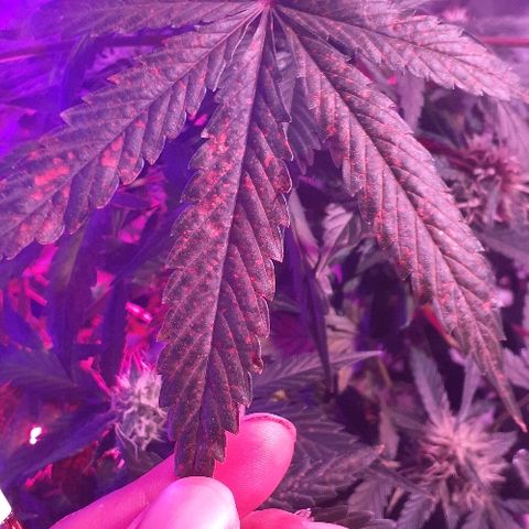 Critical Purple Auto growlog timeline photo