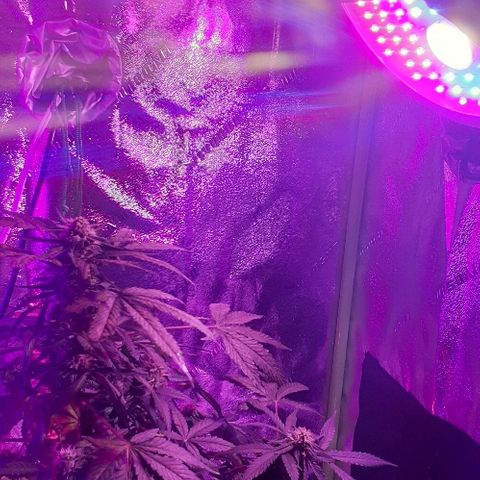 Critical Purple Auto growlog timeline photo