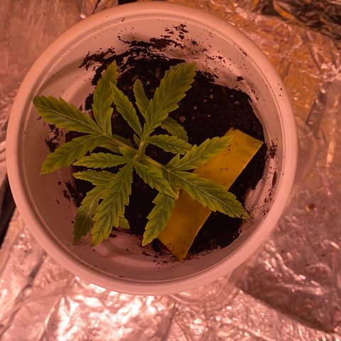 Ethos Haze Auto growlog timeline photo