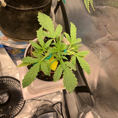 Ethos Haze Auto growlog timeline photo