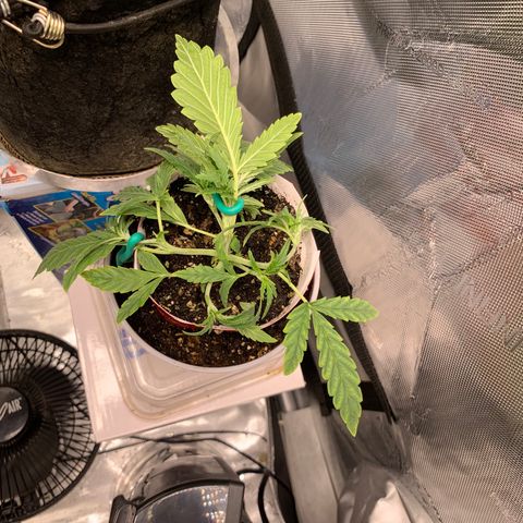 Ethos Haze Auto growlog timeline photo