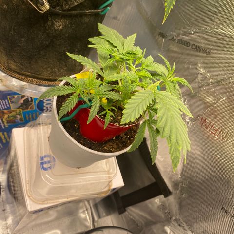 Ethos Haze Auto growlog timeline photo