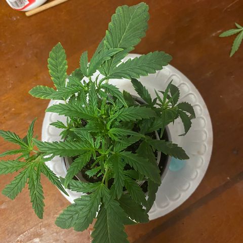 Ethos Haze Auto growlog timeline photo