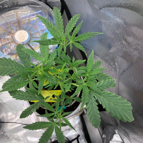 Ethos Haze Auto growlog timeline photo