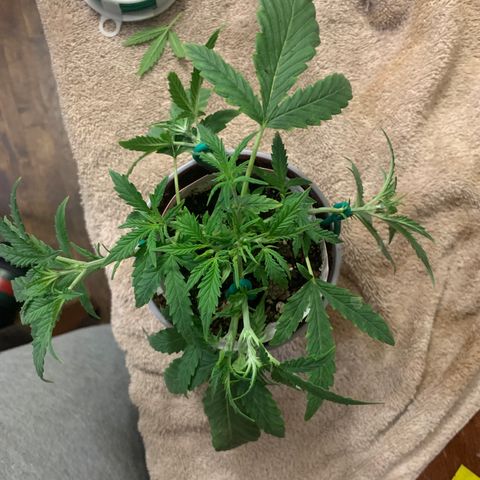 Ethos Haze Auto growlog timeline photo